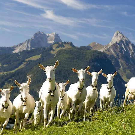 Spitzhorn Superieur 3*